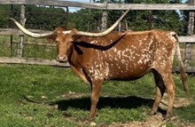 585 Backtrac