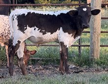 Bull Calf