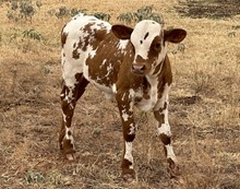 Bull calf
