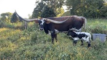 59 Shenandoah Bull