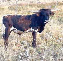 A Bull Named Fu Manchu