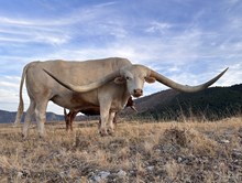 The Sundance Kid 80