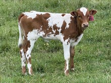 2026 Heifer (Casanova Lass)