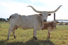 TGC Screamin Cowgirl