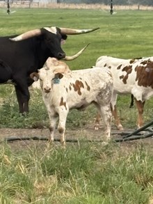 Drop It Like It’s Hot X Pepper on Top 26 Bull