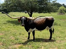 Redneck Mama