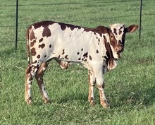 SNOW HEIFER