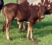 MALIBU HEIFER