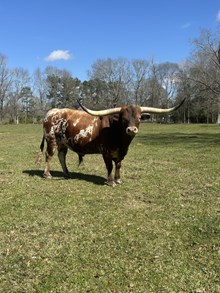 Dunn Hoedown