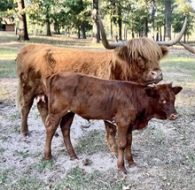 HIGHTUSI HEIFER