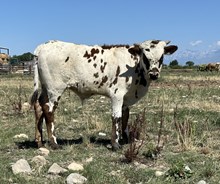 RNL Graceful Bull