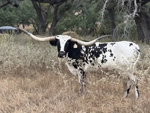 LM TEXANA COWGIRL