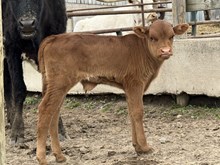 Well check bull