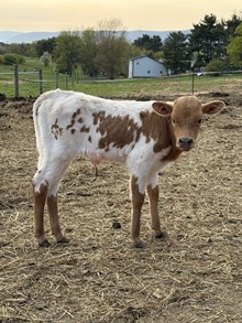 VF Preachers Daughter x 4C Rio Knight