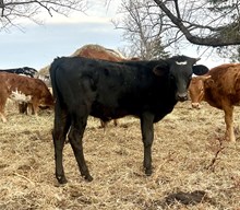 Bull Calf 530
