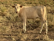 Sassy steer