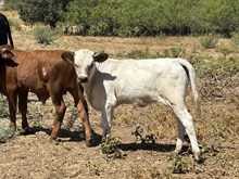 RM OK Lady Pat x Hubbells 20 Gauge