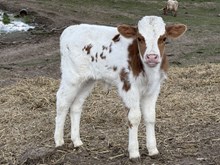 Blue mist bull