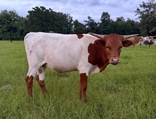 HC Halo Buttercup