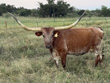 LM HILL COUNTRY RAIN
