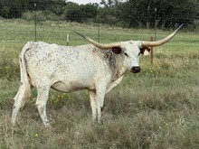 LM ORO BIANCO