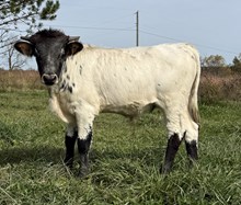 Bull Calf