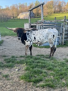 GLH MIGTHY SPOTS
