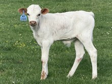 2026 Bull (Josey’s Girl)