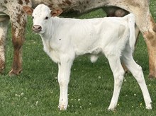 2026 Heifer (Sittin Star)