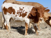 LLL Double Luck x DB Chard Fiddler Heifer