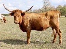 C7 Cash Bar