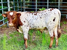 C7 Firecracker