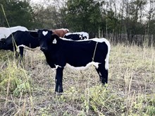 Cut the Night x Tango Steer
