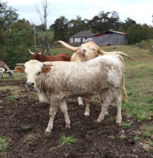 UNNAMED BULL