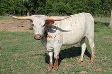 LAR Honky Q 2/09