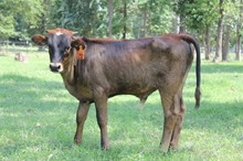 LAR Jara Lee 6/11