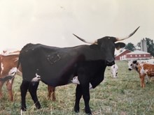 HNB BLACK BEAUTY