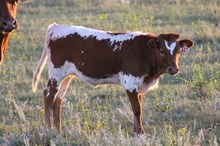607 heifer 2016