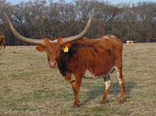 38-GC EVELYN