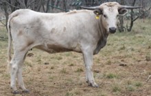 TTT SHASTA