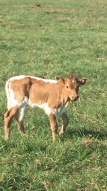 UNNAMED 585 ROULETTE HEIFER