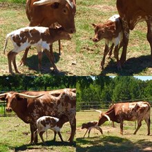 NO NAME SWOOP DIVE HEIFER