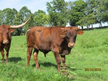 HD BULL #2