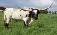 HUNTS RESPECT ME A BULL