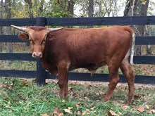 Un-Named Ltl Gem Superb's Steer