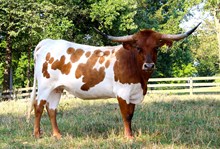 DIXIE JANGLER