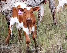 2016 Mendy Bull
