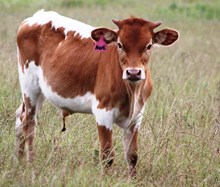 2016 Kizm's Bull Calf