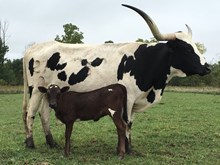 WS Annie x Cowboy Tari Chex Heifer