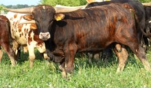 Bull Malarki
